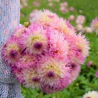 Dalia Pinelands Princess