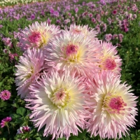Dalia Pinelands Princess