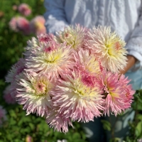 Dalia Pinelands Princess