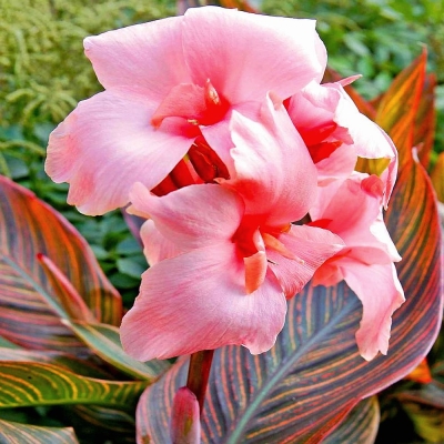Canna  egzotyczna Sunburst 1szt
