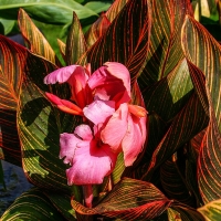 Canna Sunburst.jpg