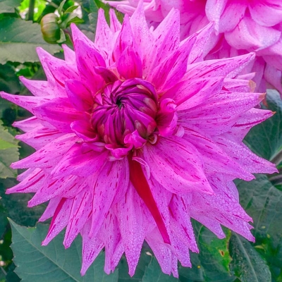 Dalia dekoracyjna American Dream 1szt