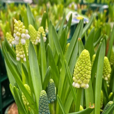 Bellevalia Green Pearl 5szt