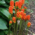 Arum italicum obrazki włoskie