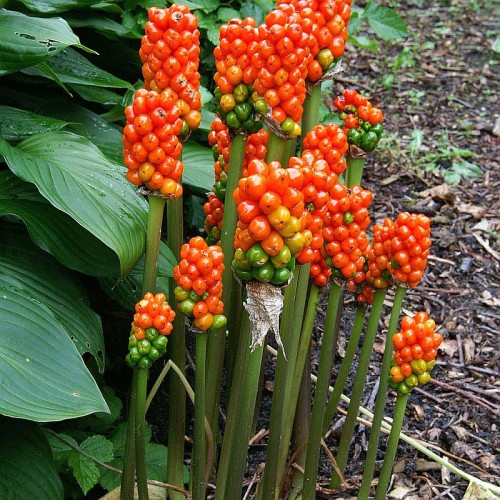 Arum italicum obrazki włoskie