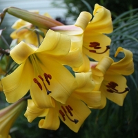 Lilia Golden Splendour