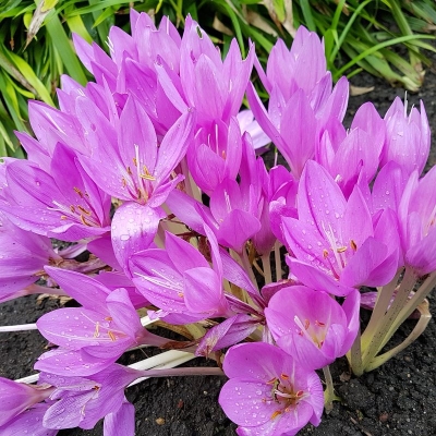 Colchicum Zimowit The Giant 1szt