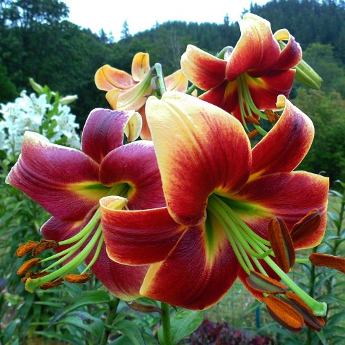 Lilia Red Morning.jpg