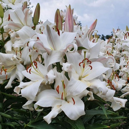 Lilia drzewiasta Pretty Woman.jpg