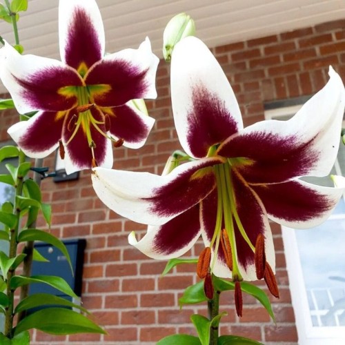 Lilia Beverly Dreams.jpg