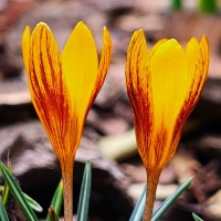 Krokus Orange Monarch.jpg