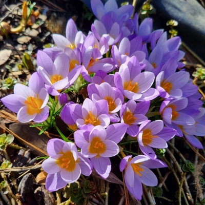 Krokus Firefly 10szt