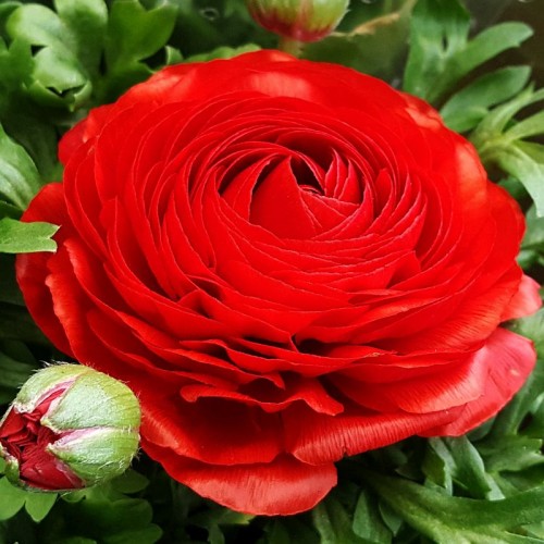 Jaskier czerwony.jpg