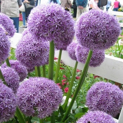 Allium czosnek olbrzymi Gladiator 1szt