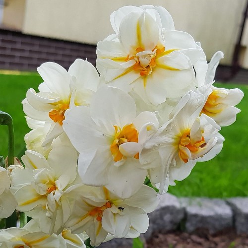 Narcyz Sir Winston Churchill.jpg