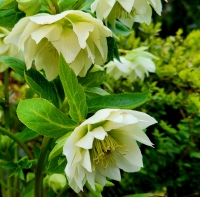 Ciemiernik Double Ellen White.jpg