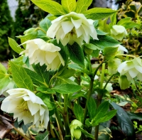 Ciemiernik Double Ellen White.jpg