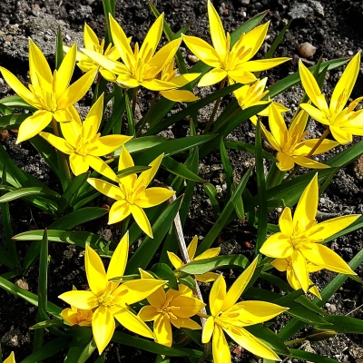 Tulipan botaniczny Urumski 5szt