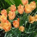 Tulipan Bright Gem