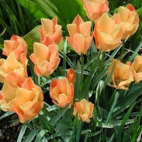 Tulipan Bright Gem