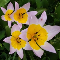 Tulipan Saxatilis