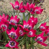 Tulipan Little Beauty