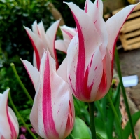 Tulipan Marylin