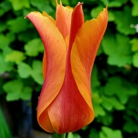 Tulipan Lillyfire.jpg