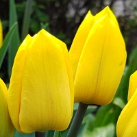 Tulipan Strong Gold