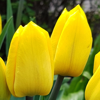 Tulipan na kwiat cięty Strong Gold 5szt