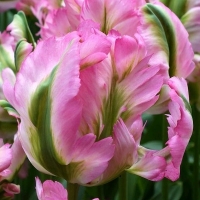 Tulipan Green Wave