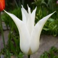 Tulipan Sapporo