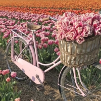 Tulipan Hawaii