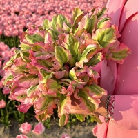 Tulipan Green Wave