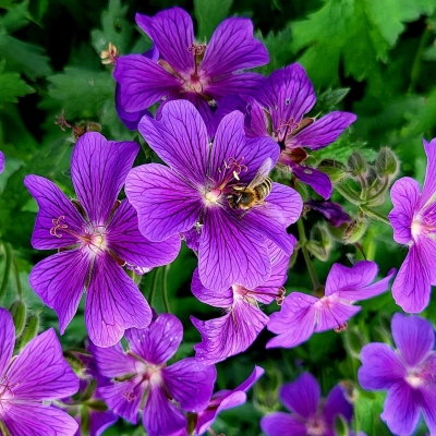 Bodziszek - geranium Graveteye 1szt