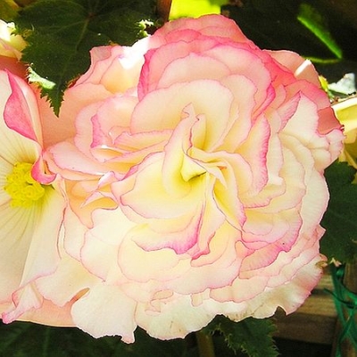 Begonia Bicolor Camelia