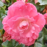 Begonia rozowa.jpg