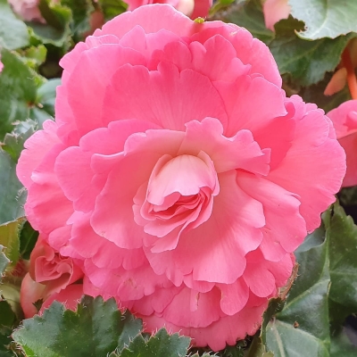 Begonia wielkokwiatowa różowa 1szt