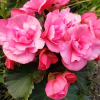 Begonia rozowa.jpg