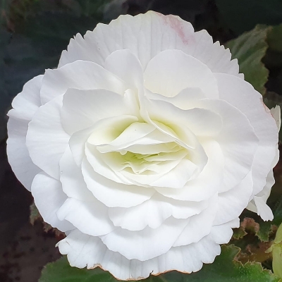 Begonia wielkokwiatowa biała 1szt