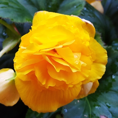Begonia wielkokwiatowa żółta 1szt