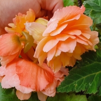 Begonia pomarańczowa