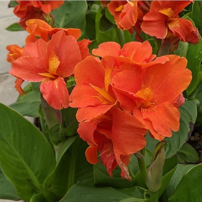 Canna Paciorecznik Happy Cleo 1szt