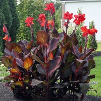 Canna Russian Red