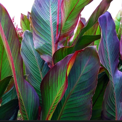 Canna Paciorecznik Russian Red 1szt