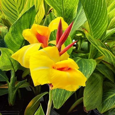 Canna Paciorecznik Striped Beauty 1szt