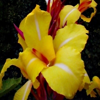 Canna Striped Beauty