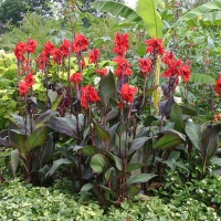 Canna Eric Neubert
