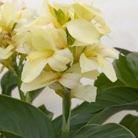 Canna Vanila Cream.jpg