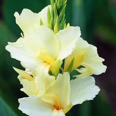 Canna Paciorecznik Vanilla Cream 1szt
